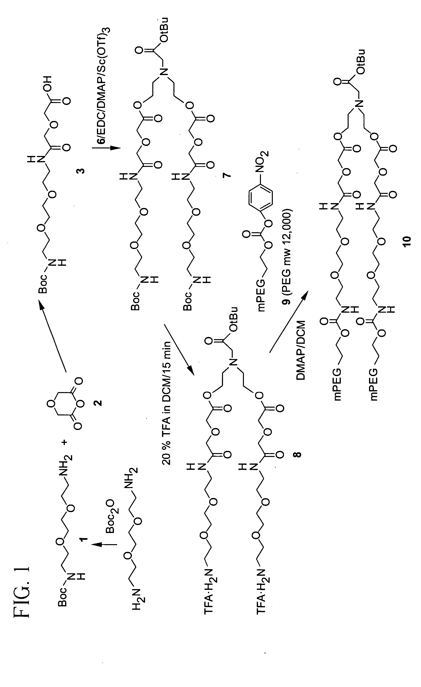 Releasable polymeric conjugates based on aliphatic biodegradable linkers