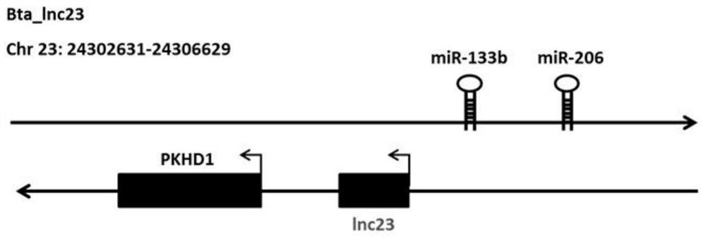 A method for promoting myogenic differentiation of bovine skeletal muscle satellite cells