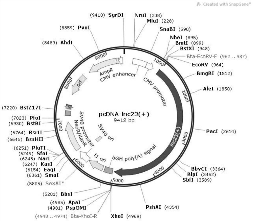 A method for promoting myogenic differentiation of bovine skeletal muscle satellite cells