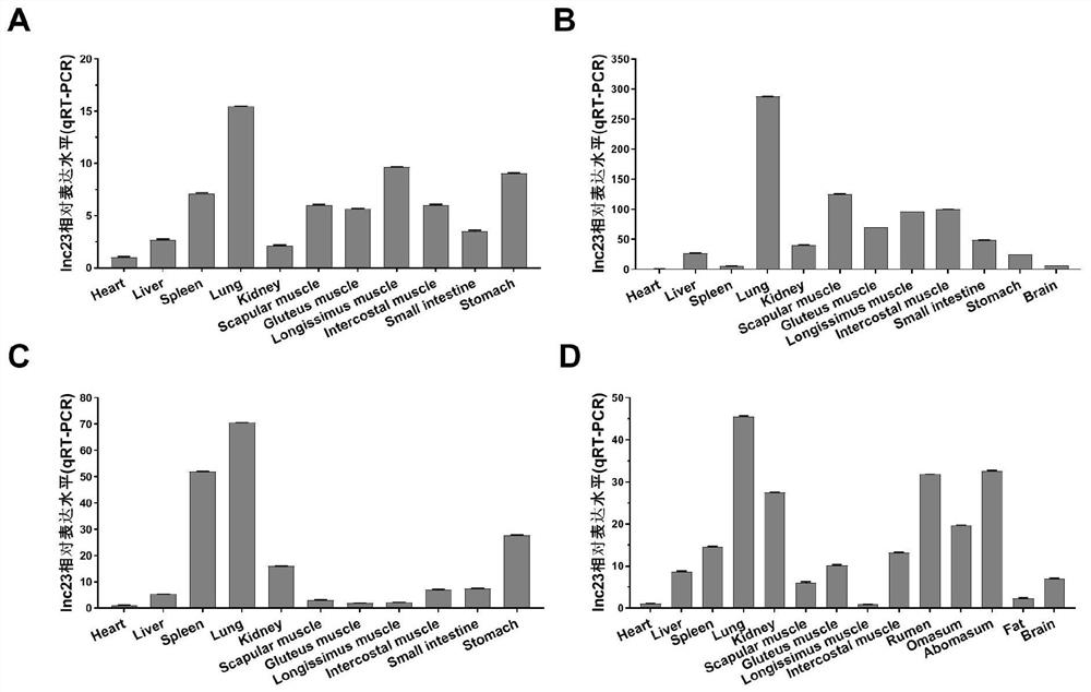 A method for promoting myogenic differentiation of bovine skeletal muscle satellite cells