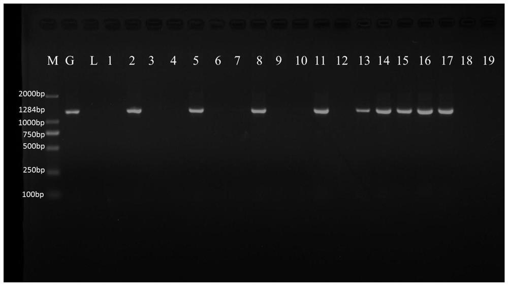 Dominant Molecular Marker of Rice Blast Resistance Gene pi67(t) and Its Application