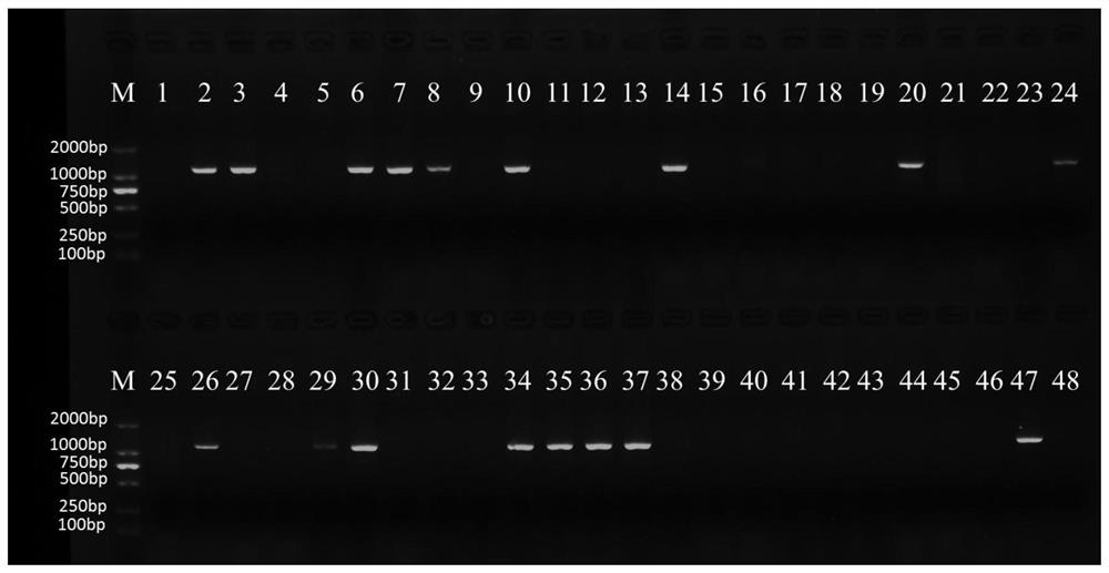 Dominant Molecular Marker of Rice Blast Resistance Gene pi67(t) and Its Application