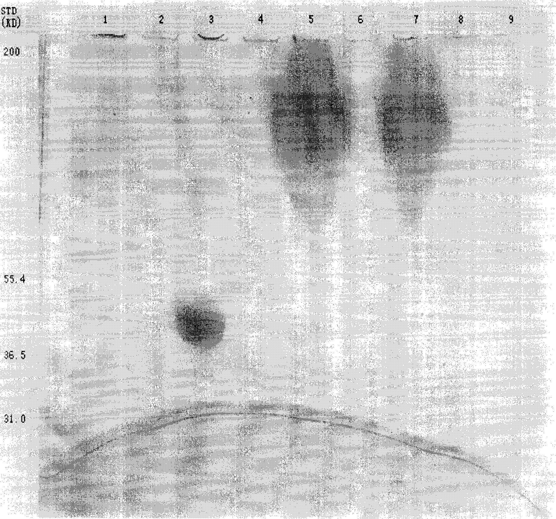 Method for preparing elspar modilfied by carbowax