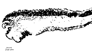 Preparation method of hyriopsis cumingii pallium tissue slice