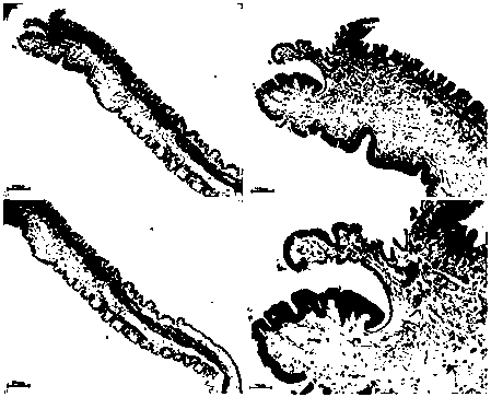 Preparation method of hyriopsis cumingii pallium tissue slice