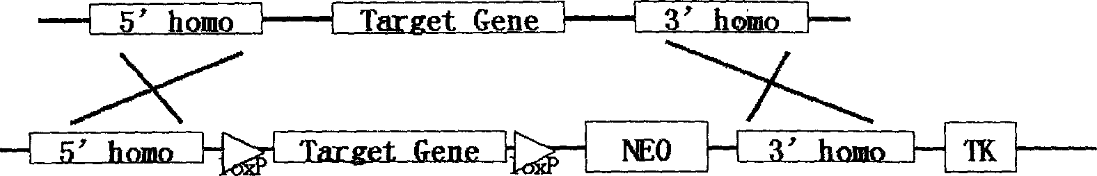 Method for rapid construction of carrier for gene targeting recombination