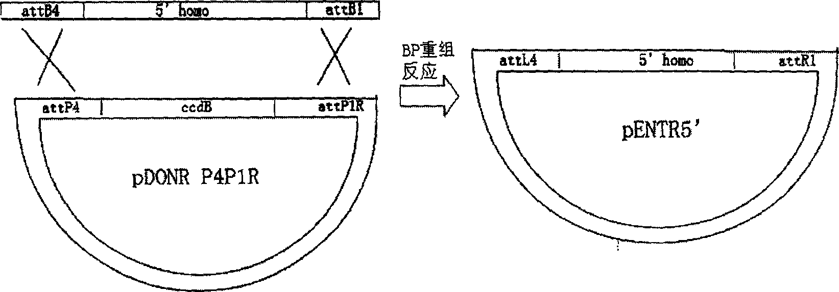 Method for rapid construction of carrier for gene targeting recombination