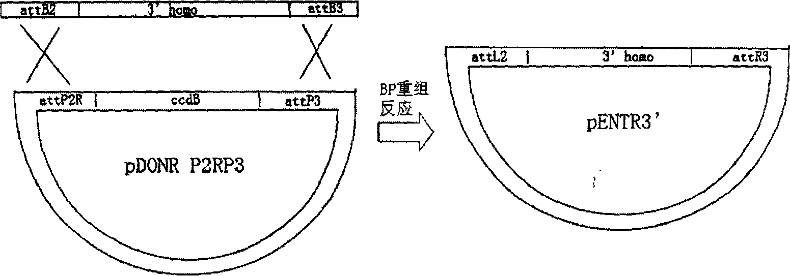 Method for rapid construction of carrier for gene targeting recombination