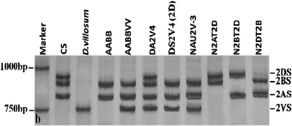 A Breeding Method for Improving Wheat Yield Using Multiple Spikelet Germplasm nau422