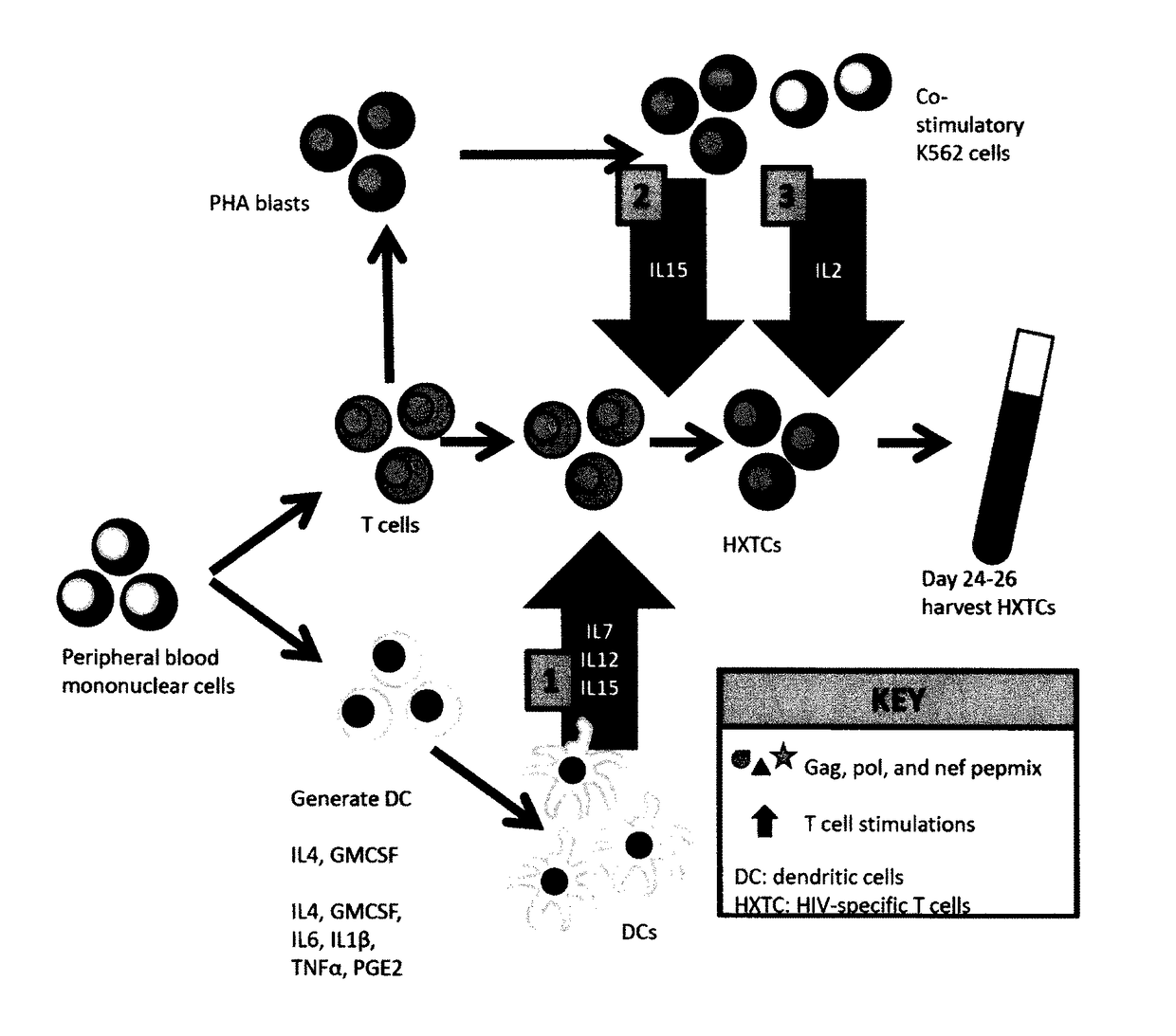 Generation of broadly-specific, virus-immune cells targeting multiple HIV antigens for preventive and therapeutic use