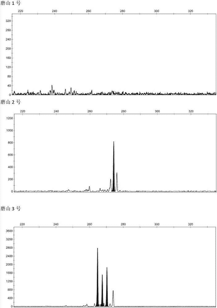 Molecular marker Geo101 primers for kiwifruit Moshan series male variety identification and application