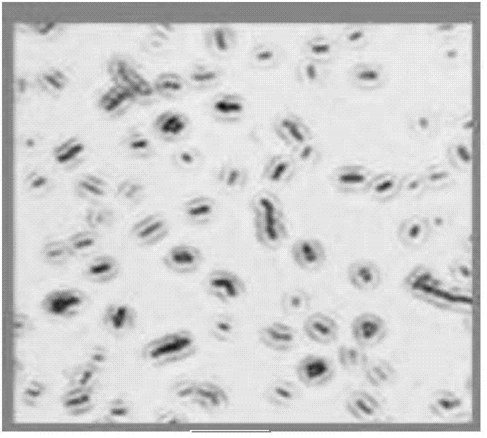 Bacillus pumilus BP and application thereof