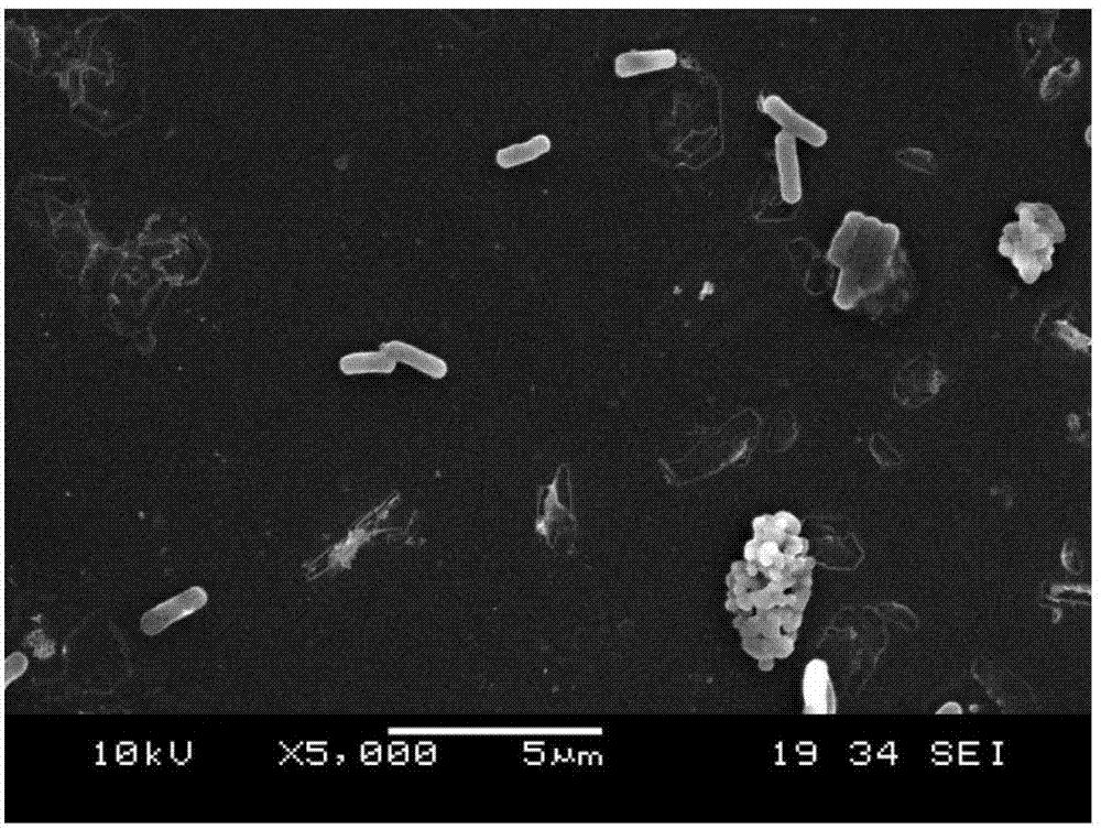 Bacillus pumilus BP and application thereof