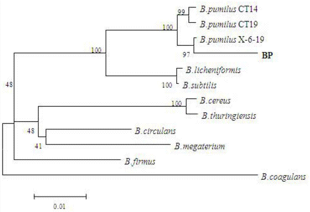 Bacillus pumilus BP and application thereof