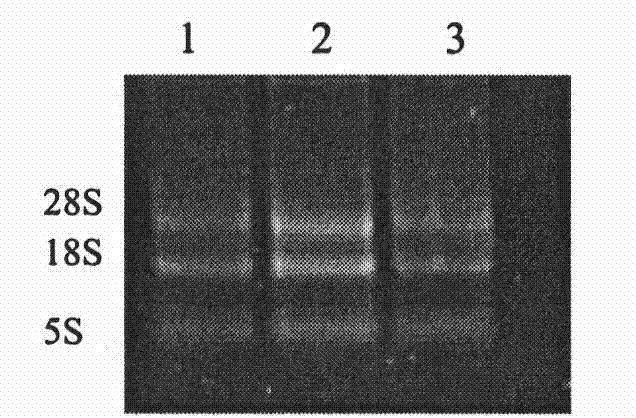 Cattle Nramp1 macrophage specificity expression vector as well as construction method and application thereof