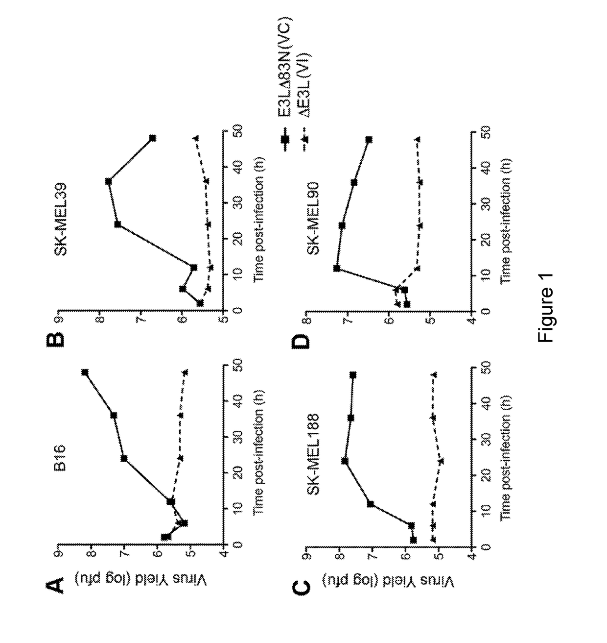 Replication competent attenuated vaccinia viruses with deletion of thymidine kinase with and without the expression of human flt3l or gm-csf for cancer immunotherapy