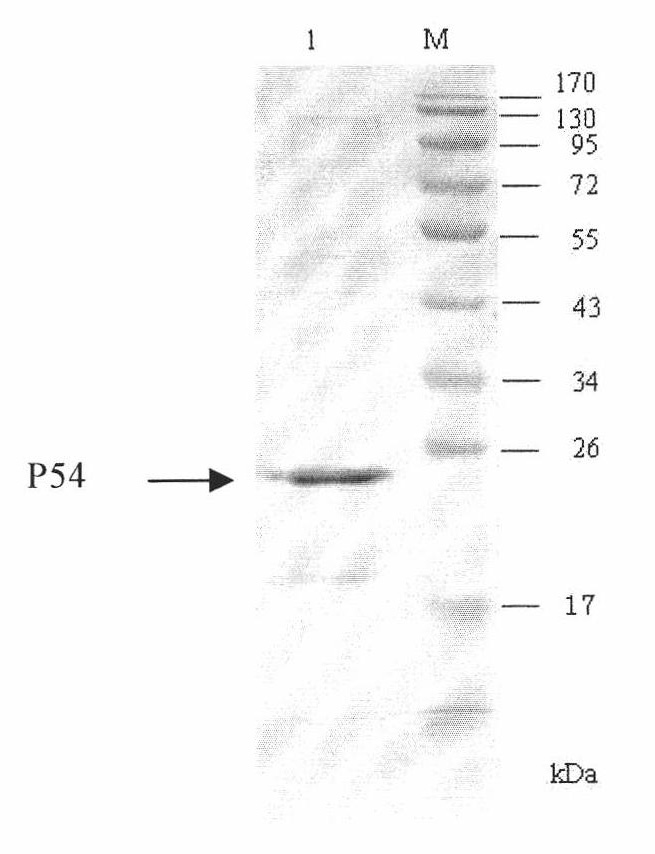 Competitive ELISA (Enzyme-Linked Immuno Sorbent Assay) kit for detecting antibody of African swine fever virus and application thereof