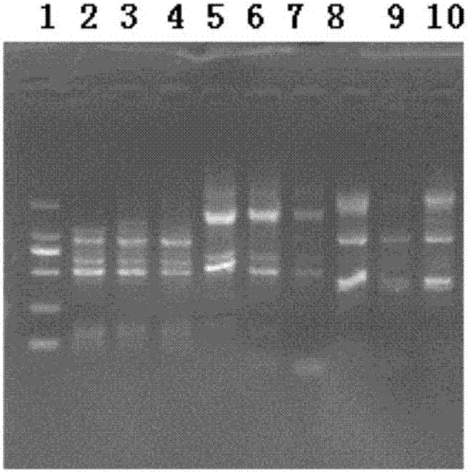 Gene related to eclipta prostrate drug resistance and application thereof