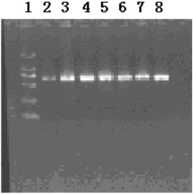 Gene related to eclipta prostrate drug resistance and application thereof