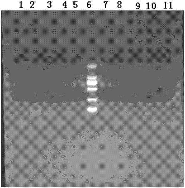 Gene related to eclipta prostrate drug resistance and application thereof