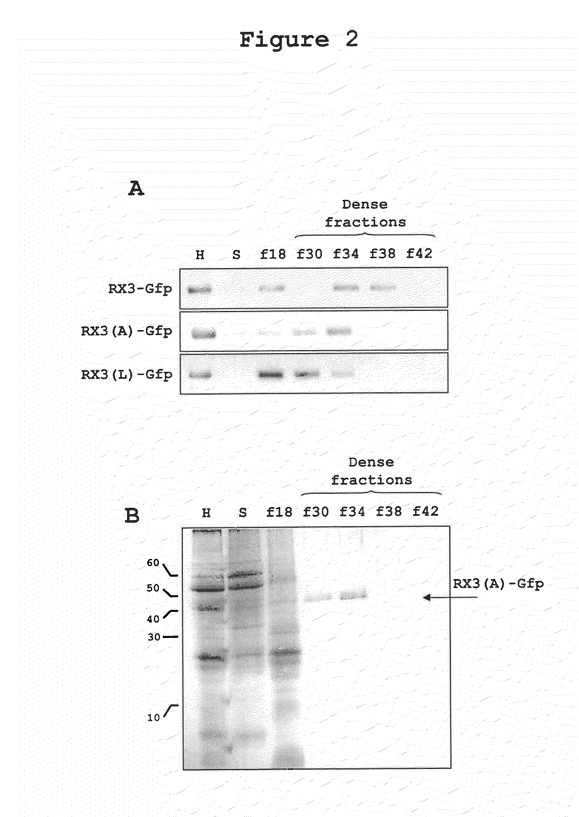 Recombinant Protein Body-Inducing Polypeptides