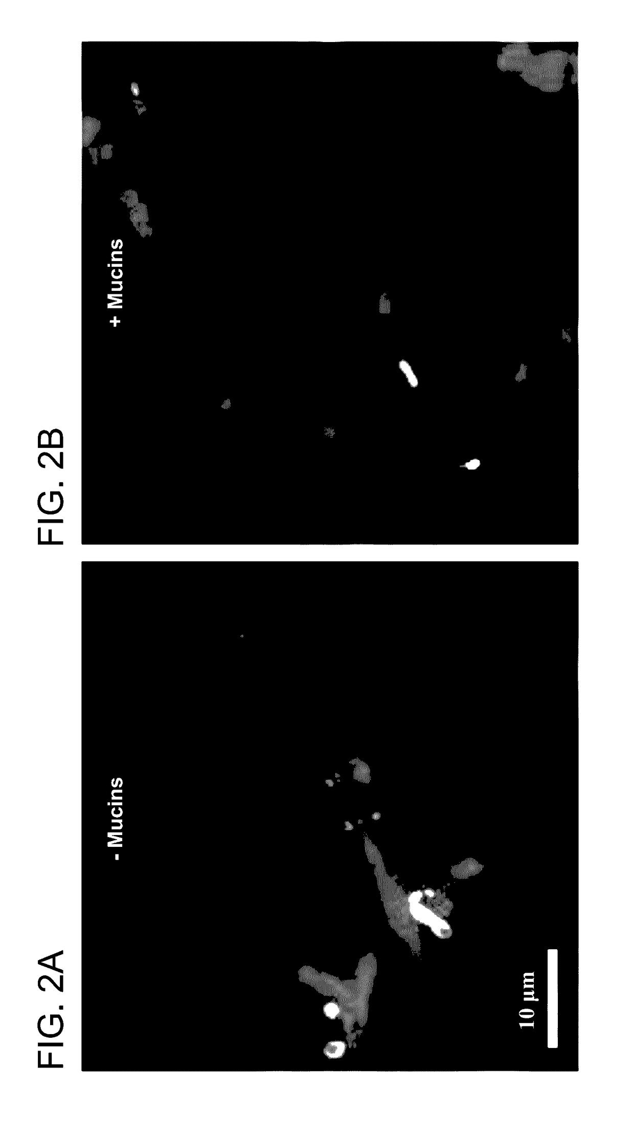 Isolated mucins and different microorganisms, and methods of use