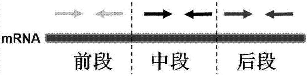 Method for extracting mycotic spore RNA by mechanical disruption method