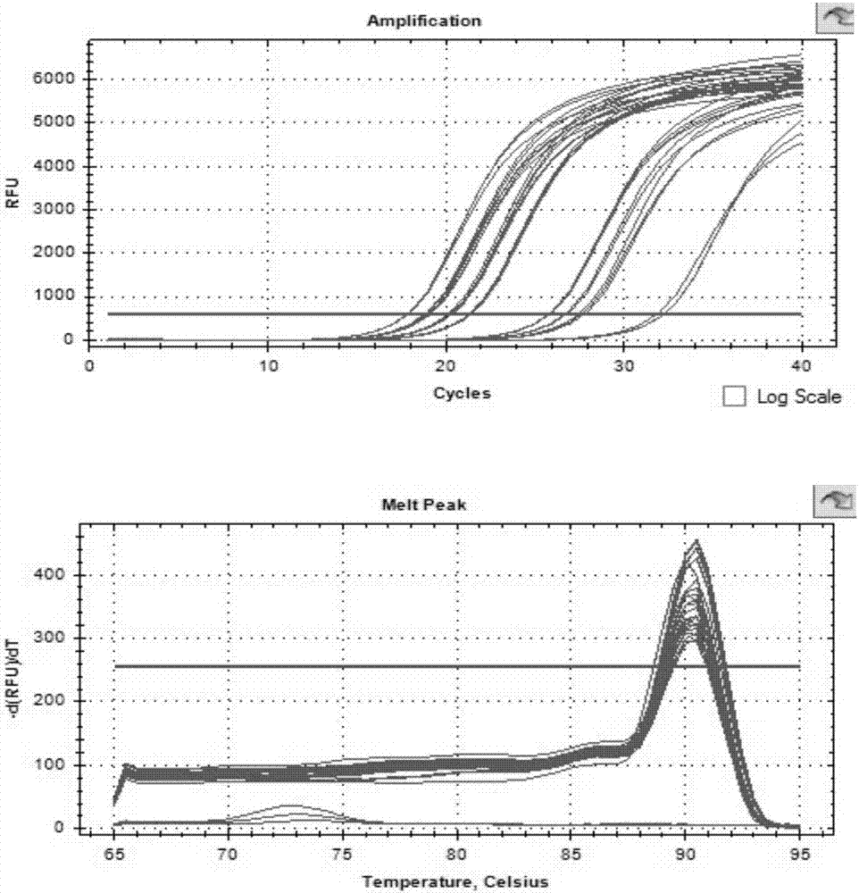 Method for extracting mycotic spore RNA by mechanical disruption method