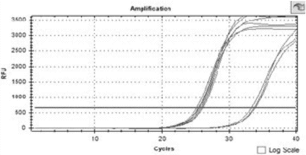 Method for extracting mycotic spore RNA by mechanical disruption method