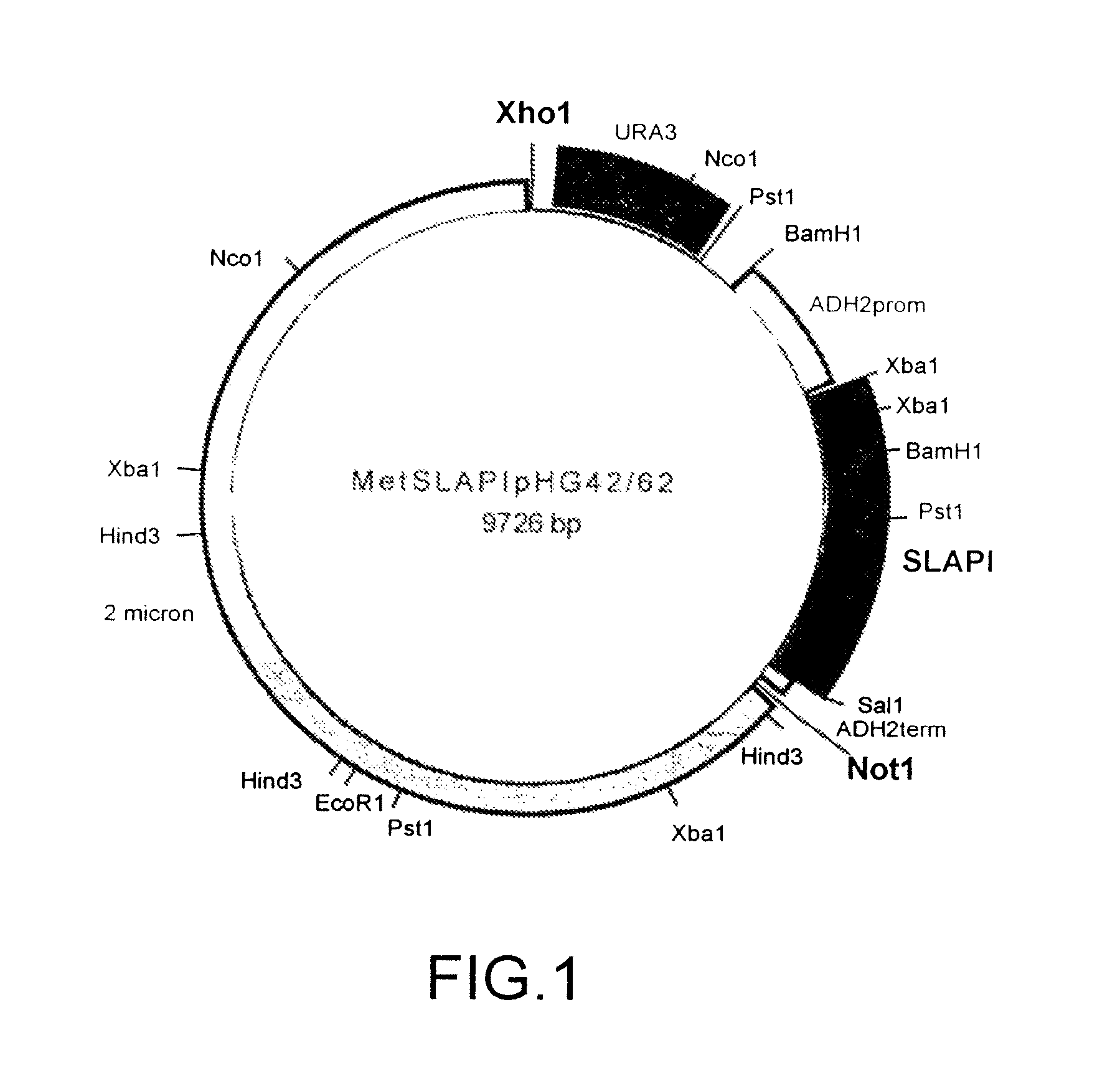 Multifunctional protease inhibitors and their use in treatment of disease