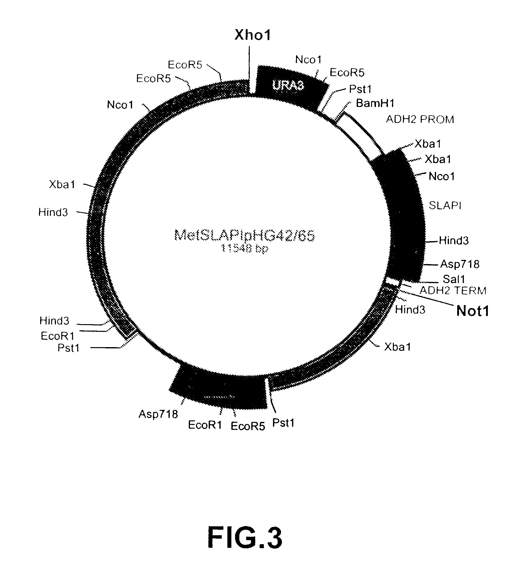 Multifunctional protease inhibitors and their use in treatment of disease