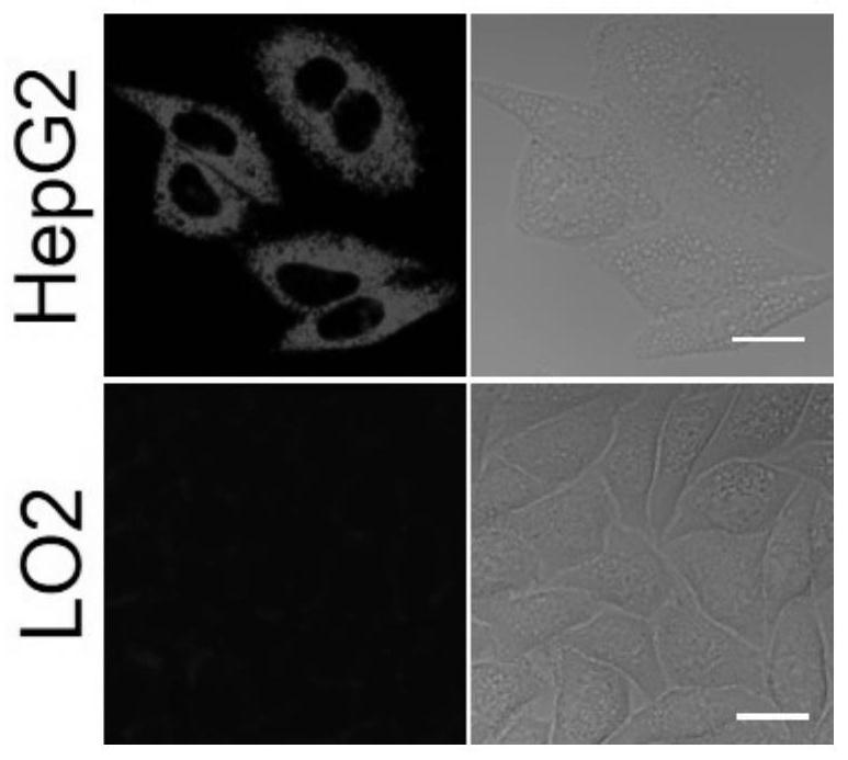 A near-infrared fluorescent probe activated by leucine aminopeptidase and monoamine oxidase, its synthesis method and biological application