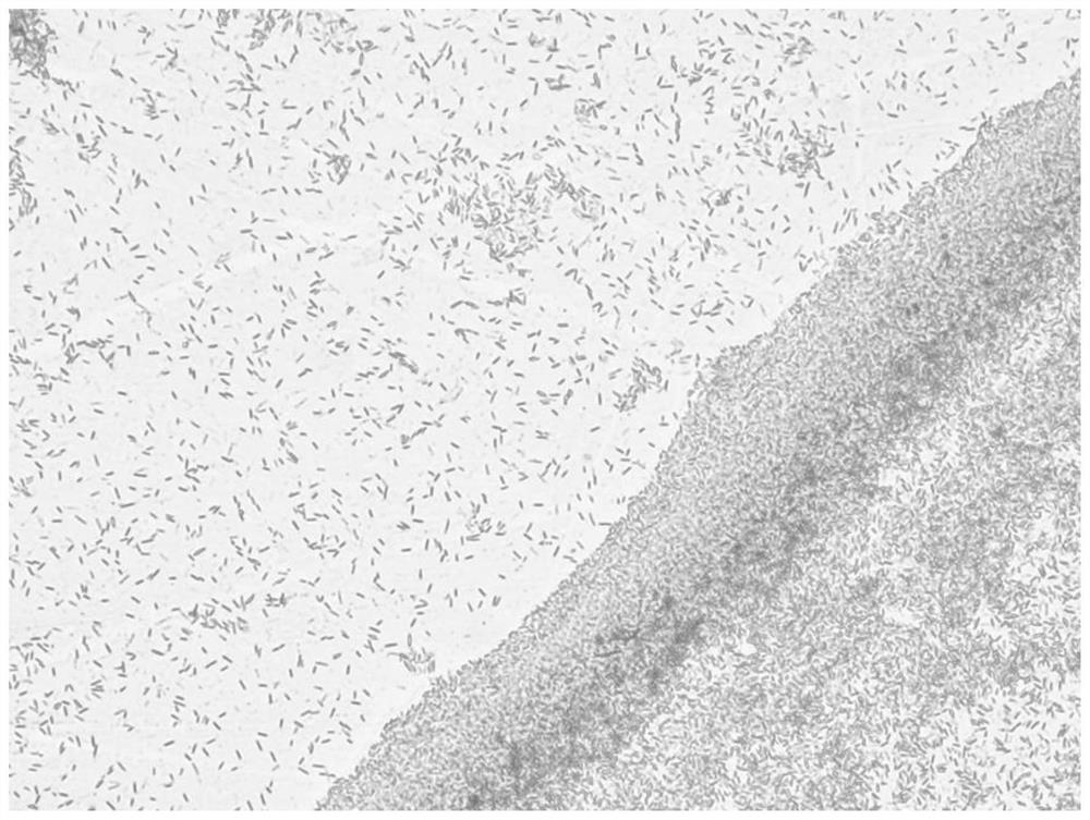 An acid-resistant and facultative anaerobic manganese-oxidizing bacteria and its application