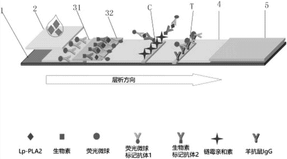 Human lp-pla2 biotin-streptavidin fluorescence immunochromatography detection card and preparation method thereof