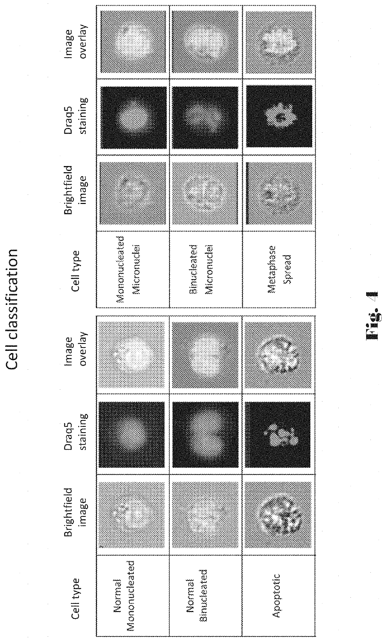 Computer-implemented apparatus and method for performing a genetic toxicity assay