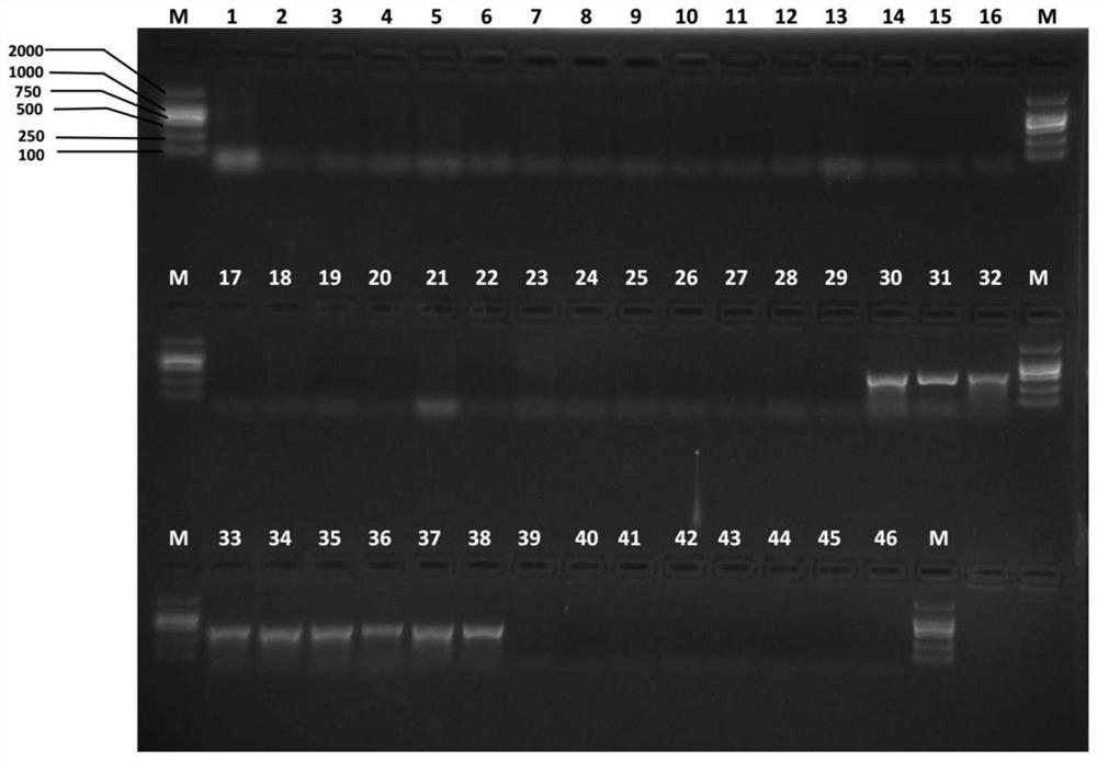 Specific primer pairs for identifying Bactrocera citrus and Bactrocera citrus and their application