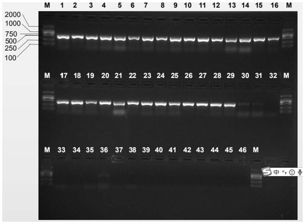 Specific primer pairs for identifying Bactrocera citrus and Bactrocera citrus and their application