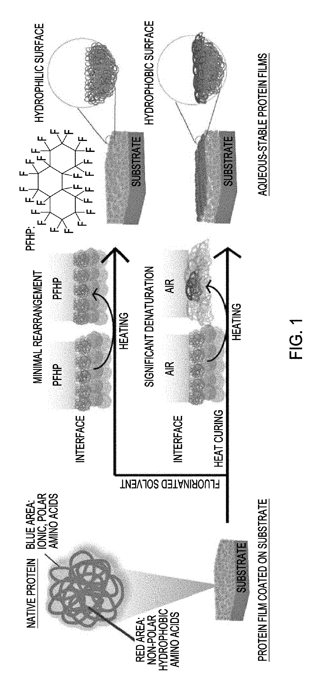 Generation of stable protein films using fluorous solvent