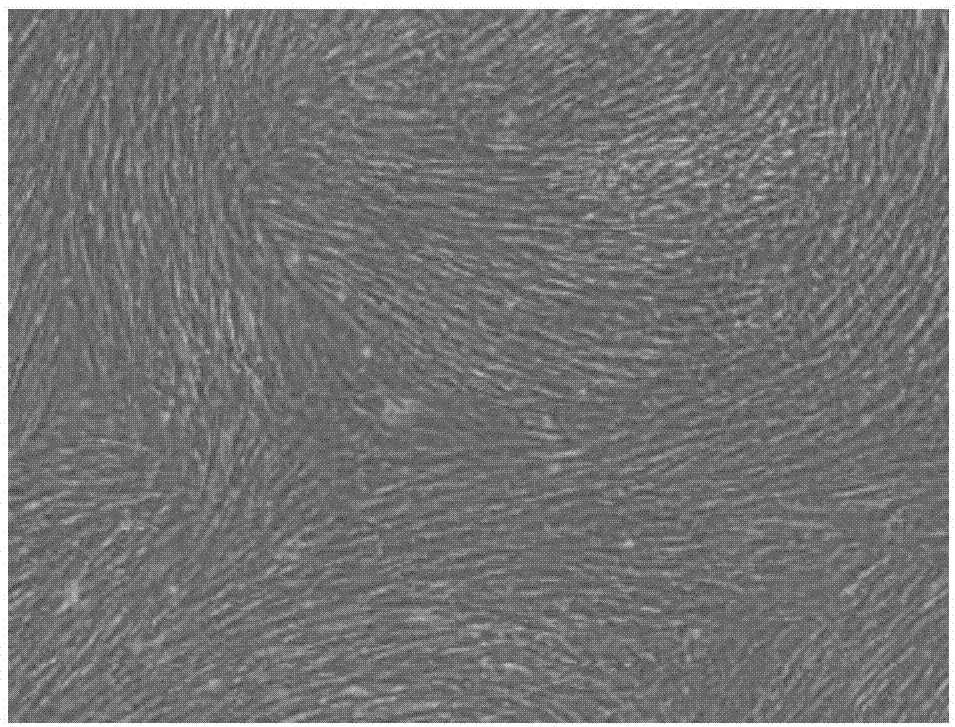 Cell culture fluid inducing umbilical cord mesenchymal stem cells into neural stem cells, and using method thereof