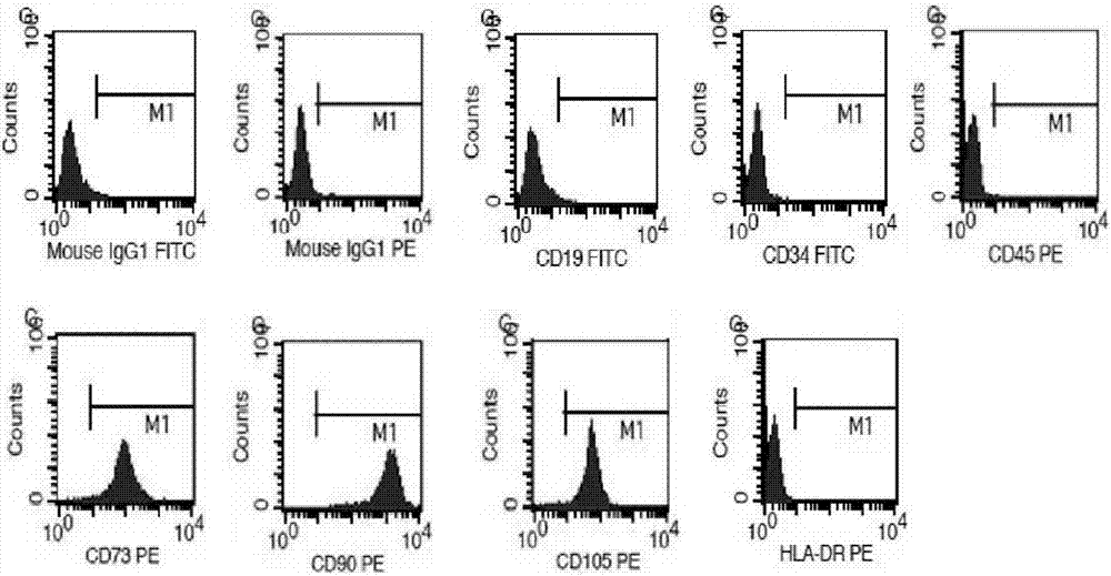 Cell culture fluid inducing umbilical cord mesenchymal stem cells into neural stem cells, and using method thereof