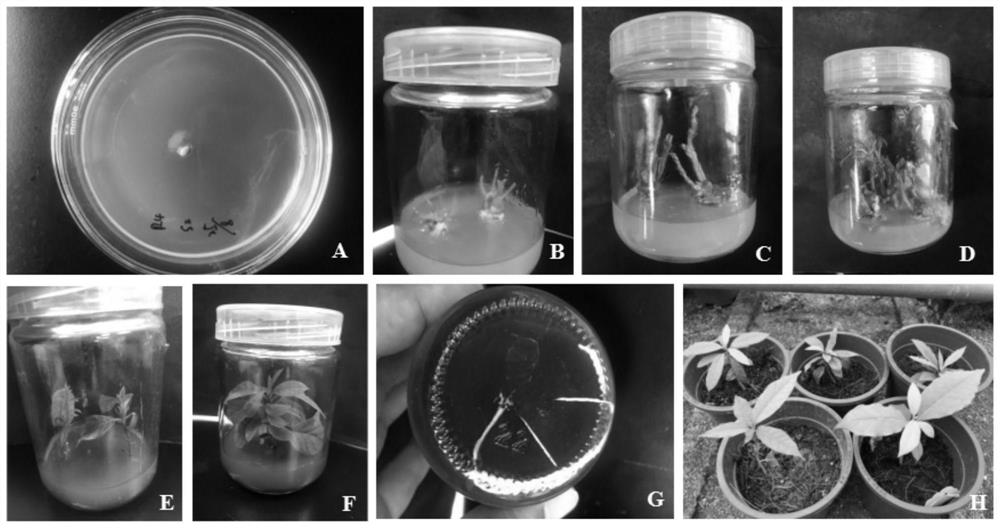 A kind of method of avocado tissue culture and rapid propagation