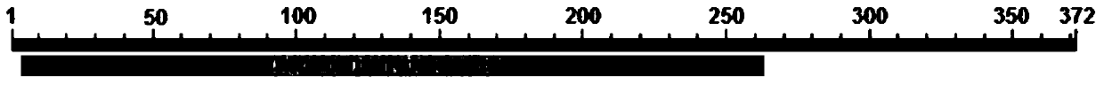 A Botrytis cinerea gene bcadh1 related to pathogenicity and its application