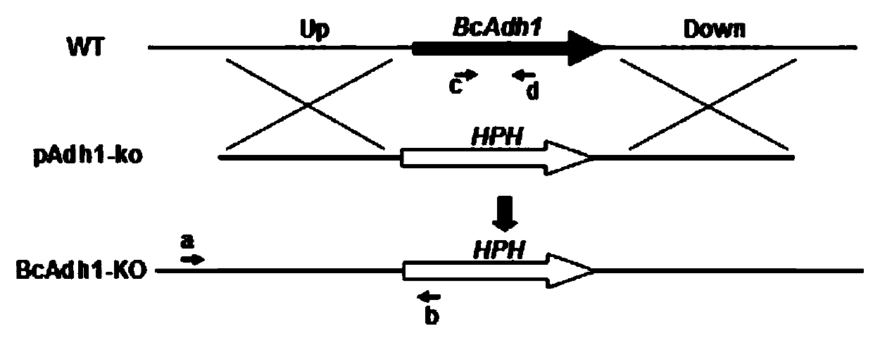 A Botrytis cinerea gene bcadh1 related to pathogenicity and its application