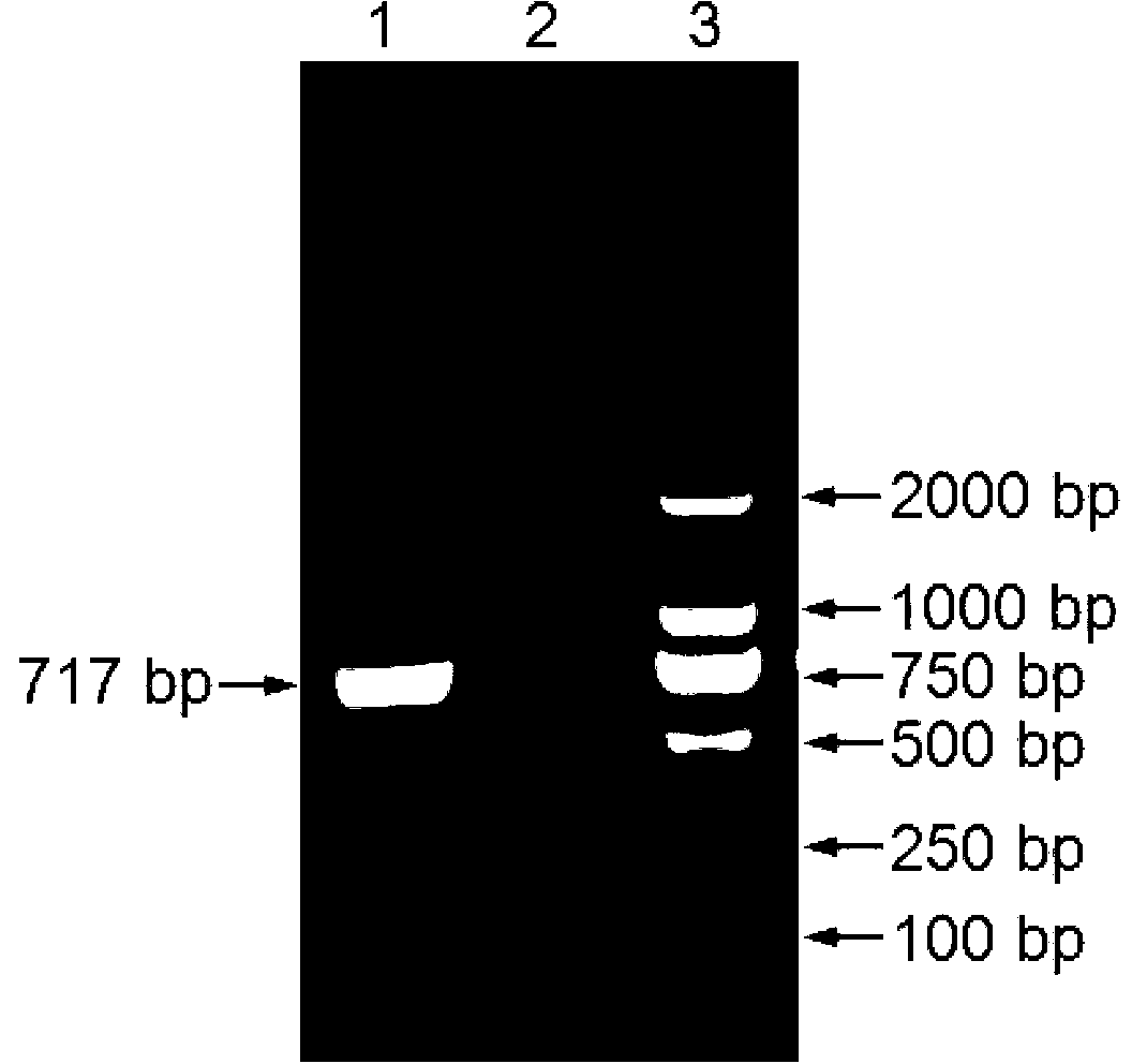 Schmallenberg virus nucleocapsid protein monoclonal antibody, and preparation method thereof