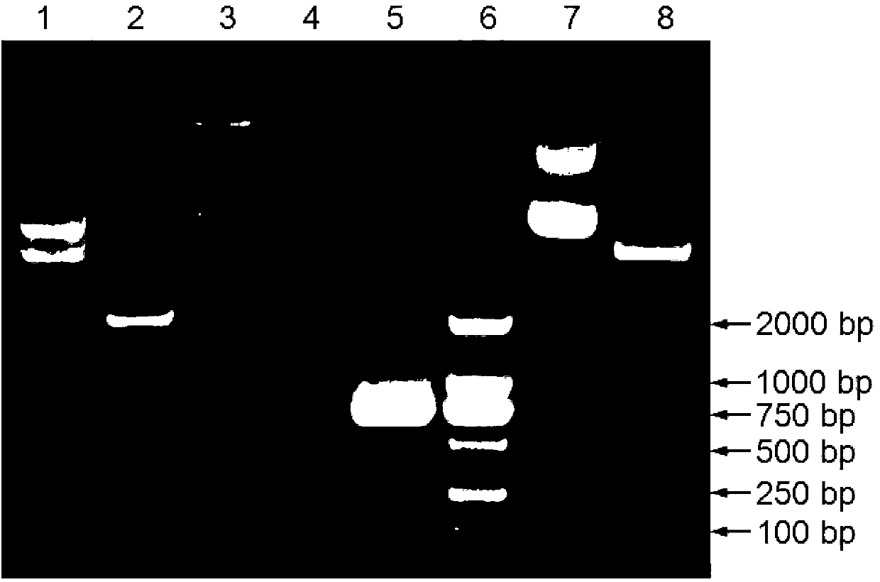 Schmallenberg virus nucleocapsid protein monoclonal antibody, and preparation method thereof