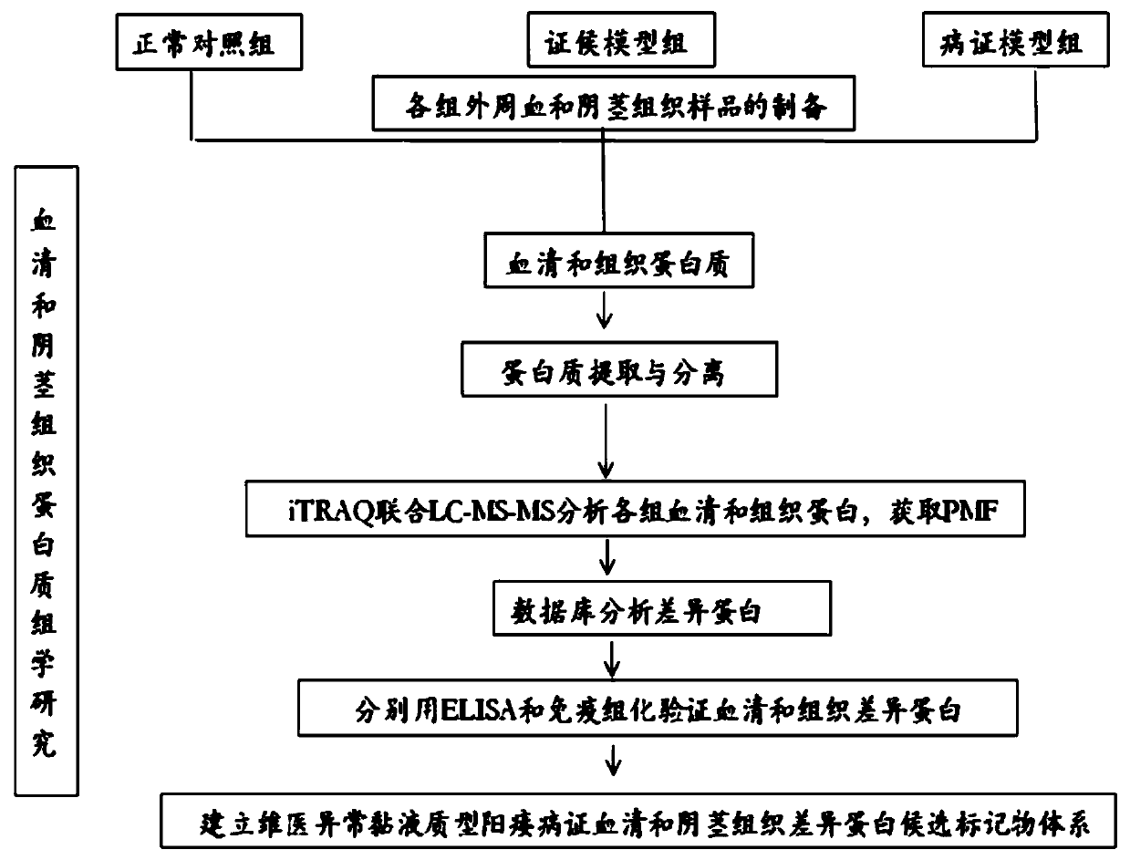 Mammalian differential serum protein and differentially expressed protein system of penile smooth muscle tissue of abnormal and phlegmatic type of impotence syndrome and screening method and application