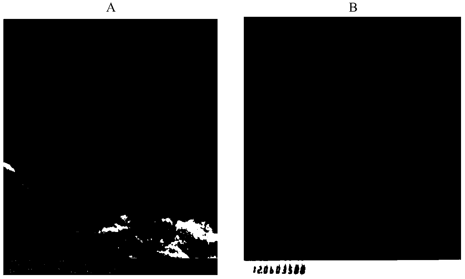 Method for increasing metal ore leaching rate, and special strain thereof