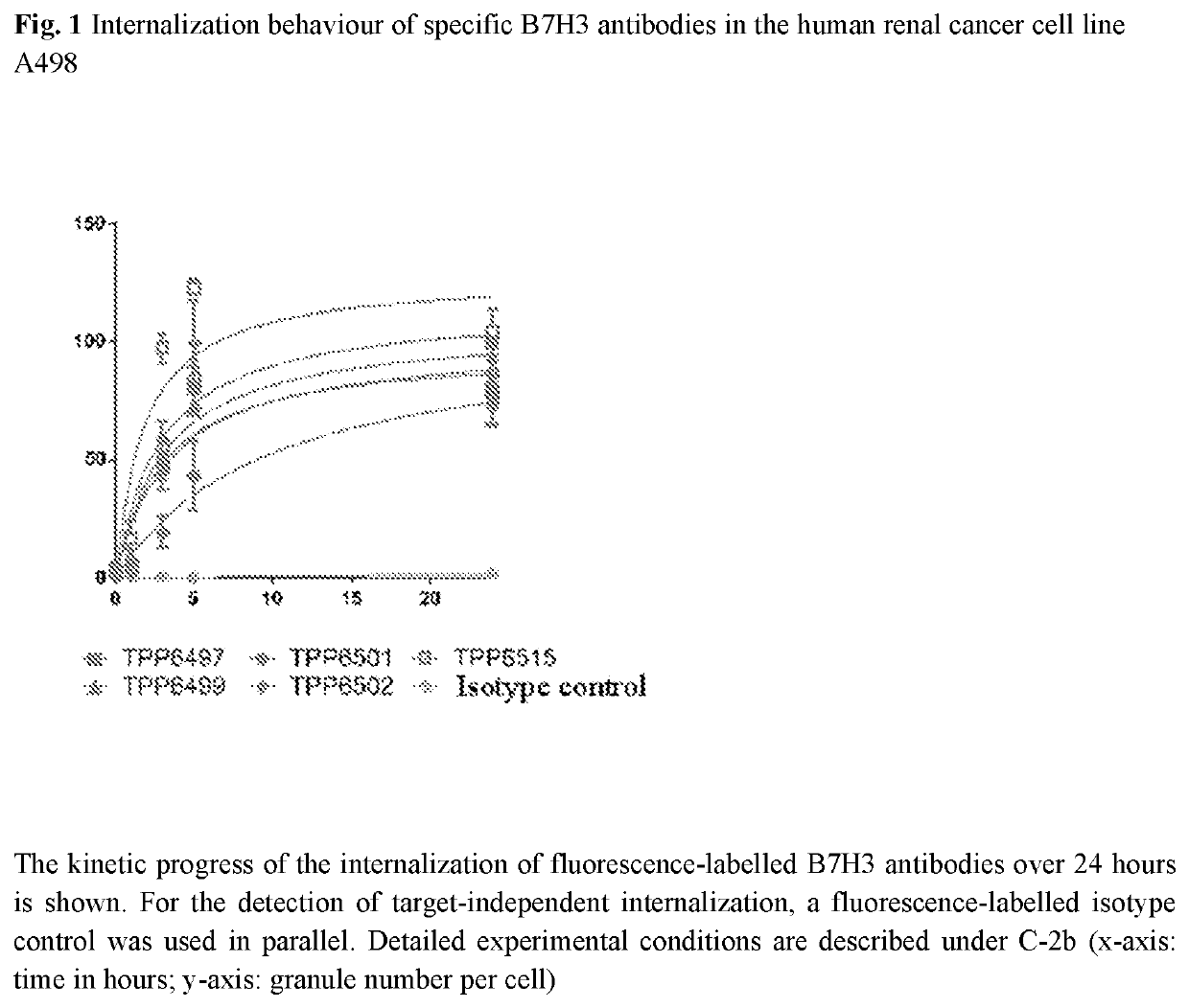 Antibody drug conjugates of kinesin spindel protein (KSP) inhibitors with antiB7H3-antibodies