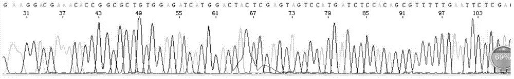 Sanger sequencing reaction optimization agent, sequencing reaction system and sequencing method employing optimization agent