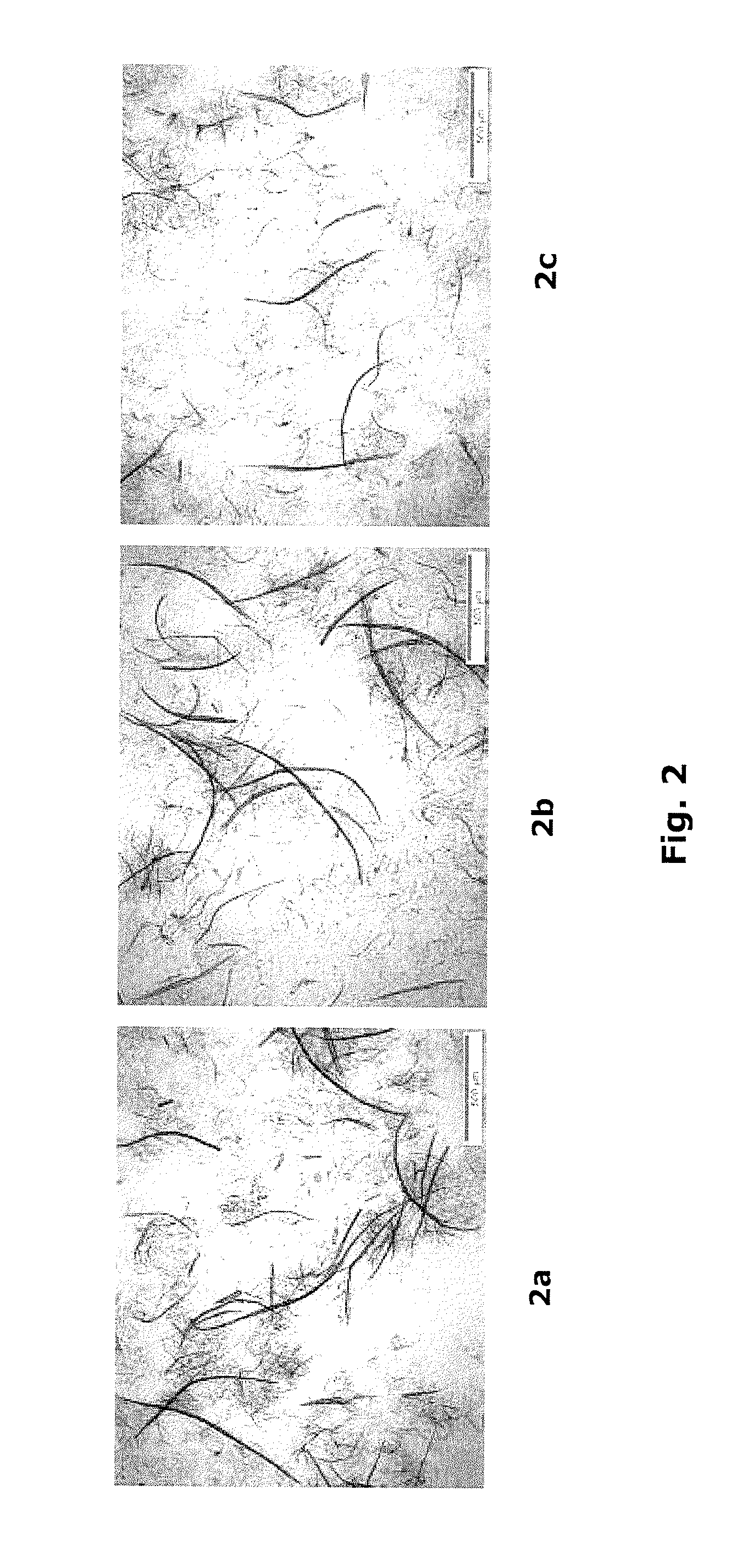 Method for producing modified cellulose